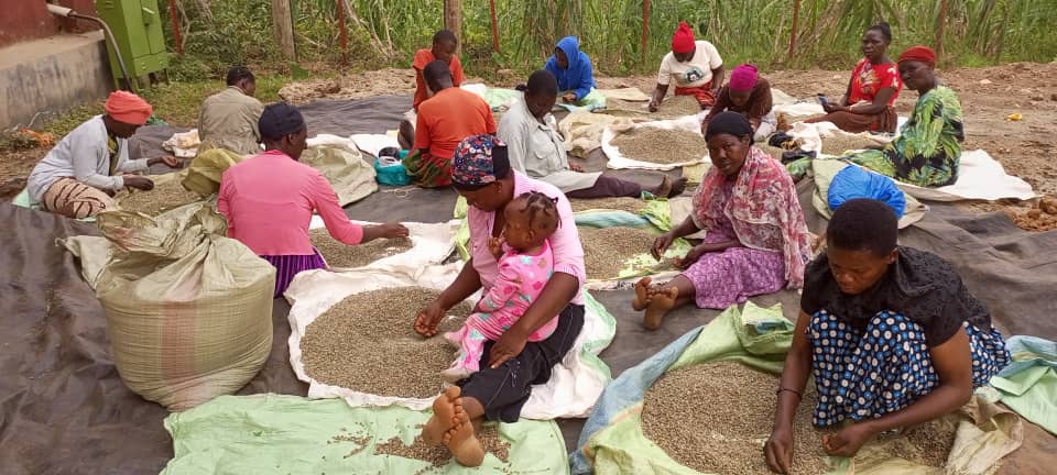 Coffee Sorting